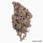 Kitty Indoor 22% THCA Coated Flower