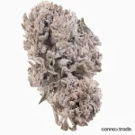 Flower | 'Bubba Kush Glasshouse 24' | THCA | Coated