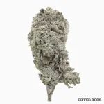 Flower | 'Amnesia Glasshouse 23' | THCA | Coated